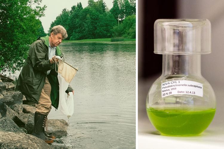 First green algae: Olav M. Skulberg isolated the first green algae strain in the collection in 1959. Today, NIVA-CHL1 is one of the most widely used test algae in the world.